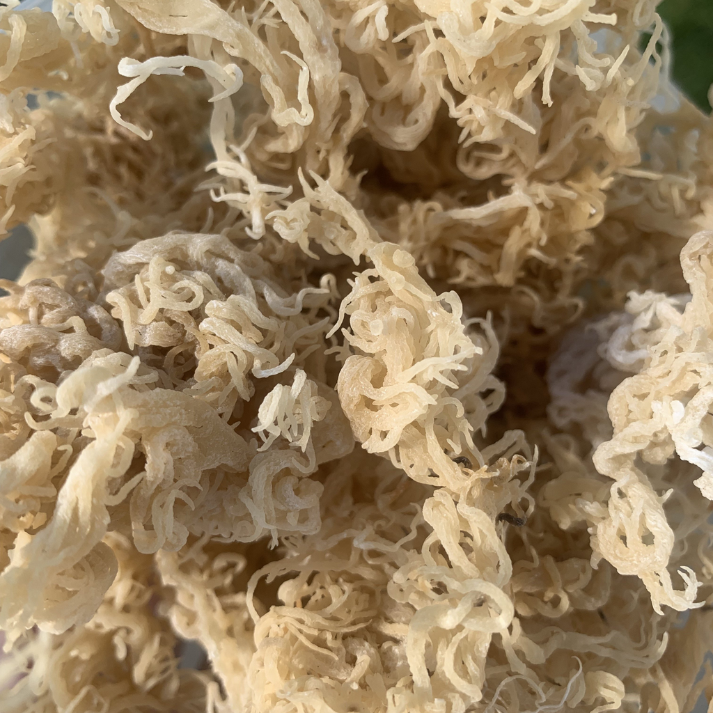 Raw Gold Wildcrafted Sea Moss