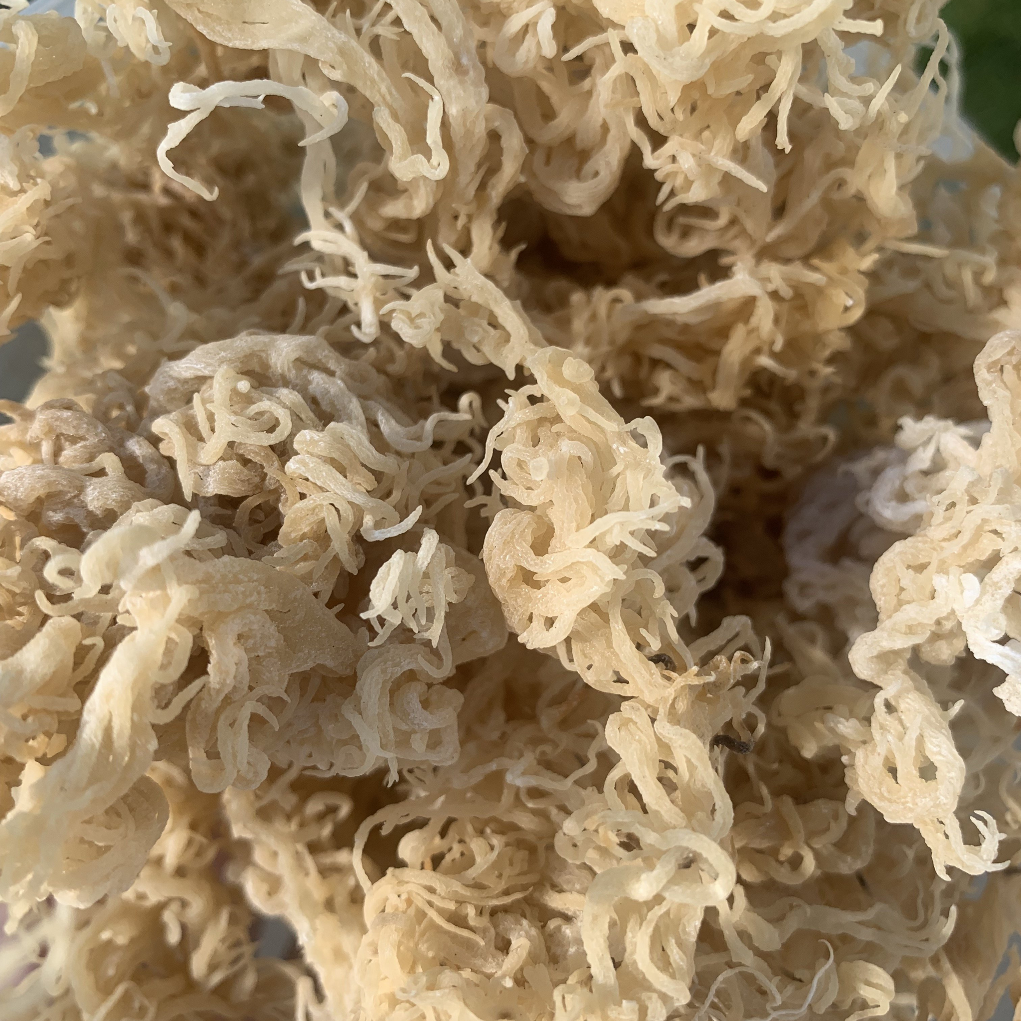 Raw Gold Wildcrafted Sea Moss – Sow Into U Shop